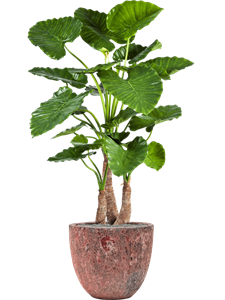 {{productViewItem.photos[photoViewList.activeNavIndex].Alt || productViewItem.photos[photoViewList.activeNavIndex].Description || 'Alocasia calidora in Baq Lava, 27113'}}