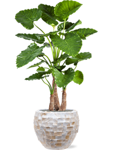 {{productViewItem.photos[photoViewList.activeNavIndex].Alt || productViewItem.photos[photoViewList.activeNavIndex].Description || 'Alocasia calidora in Baq Oceana Pearl, 27117'}}