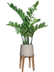 {{productViewItem.photos[photoViewList.activeNavIndex].Alt || productViewItem.photos[photoViewList.activeNavIndex].Description || 'Zamioculcas in Rough With Feet High'}}