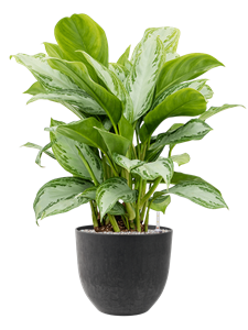 {{productViewItem.photos[photoViewList.activeNavIndex].Alt || productViewItem.photos[photoViewList.activeNavIndex].Description || 'Aglaonema &#39;Silver Bay&#39; in Artstone'}}