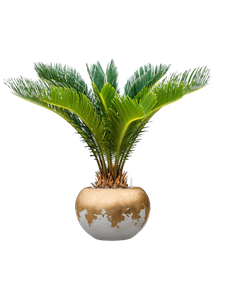 {{productViewItem.photos[photoViewList.activeNavIndex].Alt || productViewItem.photos[photoViewList.activeNavIndex].Description || 'Cycas revoluta in Baq Luxe Lite Glossy'}}