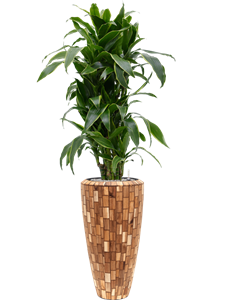 {{productViewItem.photos[photoViewList.activeNavIndex].Alt || productViewItem.photos[photoViewList.activeNavIndex].Description || 'Dracaena fragrans &#39;Arturo&#39; in Baq Facets Jenga'}}