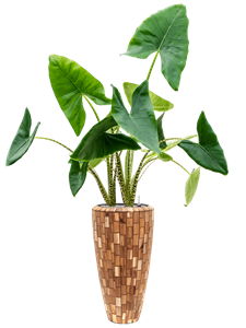 {{productViewItem.photos[photoViewList.activeNavIndex].Alt || productViewItem.photos[photoViewList.activeNavIndex].Description || 'Alocasia zebrina in Baq Facets Jenga'}}