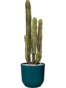 {{productViewItem.photos[photoViewList.activeNavIndex].Alt || productViewItem.photos[photoViewList.activeNavIndex].Description || 'Euphorbia canariensis in Vibes Fold'}}