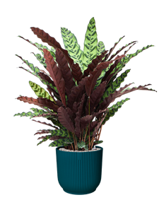 {{productViewItem.photos[photoViewList.activeNavIndex].Alt || productViewItem.photos[photoViewList.activeNavIndex].Description || 'Calathea insignis in Vibes Fold'}}