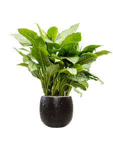 {{productViewItem.photos[photoViewList.activeNavIndex].Alt || productViewItem.photos[photoViewList.activeNavIndex].Description || 'Aglaonema &#39;Freedman&#39; in Marly, 27242'}}