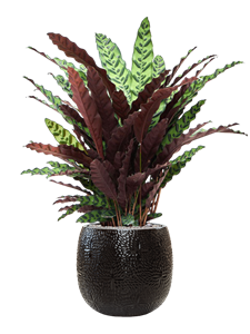 {{productViewItem.photos[photoViewList.activeNavIndex].Alt || productViewItem.photos[photoViewList.activeNavIndex].Description || 'Calathea insignis in Marly'}}