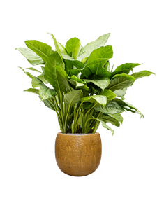 {{productViewItem.photos[photoViewList.activeNavIndex].Alt || productViewItem.photos[photoViewList.activeNavIndex].Description || 'Aglaonema &#39;Freedman&#39; in Marly, 27254'}}