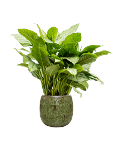 {{productViewItem.photos[photoViewList.activeNavIndex].Alt || productViewItem.photos[photoViewList.activeNavIndex].Description || 'Aglaonema &#39;Freedman&#39; in Marly, 27255'}}