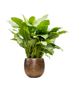 {{productViewItem.photos[photoViewList.activeNavIndex].Alt || productViewItem.photos[photoViewList.activeNavIndex].Description || 'Aglaonema &#39;Freedman&#39; in Marly, 27256'}}