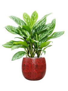 {{productViewItem.photos[photoViewList.activeNavIndex].Alt || productViewItem.photos[photoViewList.activeNavIndex].Description || 'Aglaonema &#39;Stripes&#39; in Marly, 27260'}}