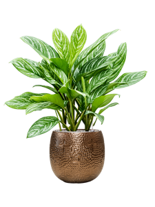 {{productViewItem.photos[photoViewList.activeNavIndex].Alt || productViewItem.photos[photoViewList.activeNavIndex].Description || 'Aglaonema &#39;Stripes&#39; in Marly, 27261'}}