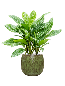 {{productViewItem.photos[photoViewList.activeNavIndex].Alt || productViewItem.photos[photoViewList.activeNavIndex].Description || 'Aglaonema &#39;Stripes&#39; in Marly, 27262'}}