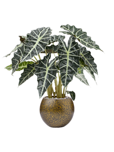 {{productViewItem.photos[photoViewList.activeNavIndex].Alt || productViewItem.photos[photoViewList.activeNavIndex].Description || 'Alocasia amazonica &#39;Darf&#39; in Capi Lux Terrazzo'}}