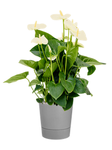 {{productViewItem.photos[photoViewList.activeNavIndex].Alt || productViewItem.photos[photoViewList.activeNavIndex].Description || 'Anthurium andraeanum &#39;Sumi&#39; in Greensense Aqua Care'}}