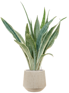 {{productViewItem.photos[photoViewList.activeNavIndex].Alt || productViewItem.photos[photoViewList.activeNavIndex].Description || 'Sansevieria trifasciata &#39;Metallica&#39; in Baq Raindrop'}}