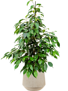 {{productViewItem.photos[photoViewList.activeNavIndex].Alt || productViewItem.photos[photoViewList.activeNavIndex].Description || 'Ficus benjamina &#39;Danielle&#39; in Baq Raindrop'}}