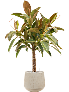 {{productViewItem.photos[photoViewList.activeNavIndex].Alt || productViewItem.photos[photoViewList.activeNavIndex].Description || 'Ficus elastica &#39;Melany&#39; in Baq Raindrop'}}