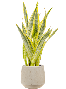 {{productViewItem.photos[photoViewList.activeNavIndex].Alt || productViewItem.photos[photoViewList.activeNavIndex].Description || 'Sansevieria trifasciata &#39;Lauren&#39; in Baq Raindrop'}}