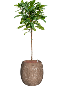 {{productViewItem.photos[photoViewList.activeNavIndex].Alt || productViewItem.photos[photoViewList.activeNavIndex].Description || 'Ficus cyathistipula in Baq Polystone Coated Plain'}}