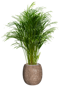 {{productViewItem.photos[photoViewList.activeNavIndex].Alt || productViewItem.photos[photoViewList.activeNavIndex].Description || 'Dypsis (Areca) lutescens in Baq Polystone Coated Plain, 27387'}}