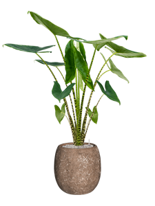 {{productViewItem.photos[photoViewList.activeNavIndex].Alt || productViewItem.photos[photoViewList.activeNavIndex].Description || 'Alocasia zebrina in Baq Polystone Coated Plain, 27390'}}