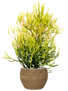 {{productViewItem.photos[photoViewList.activeNavIndex].Alt || productViewItem.photos[photoViewList.activeNavIndex].Description || 'Euphorbia tirucalli &#39;Stick on Fire&#39; in Bohemian'}}