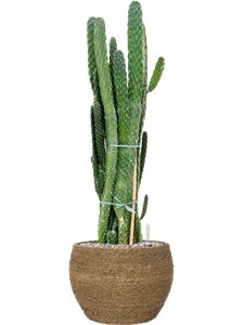 {{productViewItem.photos[photoViewList.activeNavIndex].Alt || productViewItem.photos[photoViewList.activeNavIndex].Description || 'Opuntia consolea in Bohemian, 27463'}}