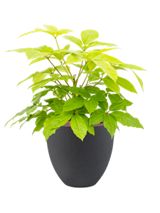 {{productViewItem.photos[photoViewList.activeNavIndex].Alt || productViewItem.photos[photoViewList.activeNavIndex].Description || 'Schefflera actinophylla &#39;Golden Amate&#39; in Grigio, 27506'}}