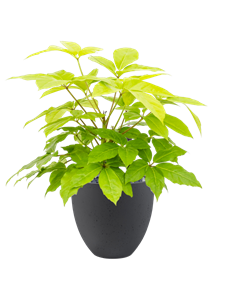 {{productViewItem.photos[photoViewList.activeNavIndex].Alt || productViewItem.photos[photoViewList.activeNavIndex].Description || 'Schefflera actinophylla &#39;Golden Amate&#39; in Grigio, 27507'}}