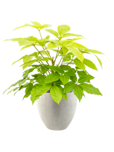 {{productViewItem.photos[photoViewList.activeNavIndex].Alt || productViewItem.photos[photoViewList.activeNavIndex].Description || 'Schefflera actinophylla &#39;Golden Amate&#39; in Grigio, 27508'}}