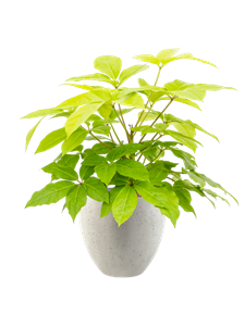 {{productViewItem.photos[photoViewList.activeNavIndex].Alt || productViewItem.photos[photoViewList.activeNavIndex].Description || 'Schefflera actinophylla &#39;Golden Amate&#39; in Grigio, 27509'}}