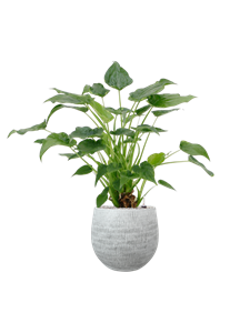 {{productViewItem.photos[photoViewList.activeNavIndex].Alt || productViewItem.photos[photoViewList.activeNavIndex].Description || 'Alocasia cucullata &#39;Aurea&#39; in Ryan'}}