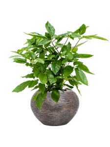 {{productViewItem.photos[photoViewList.activeNavIndex].Alt || productViewItem.photos[photoViewList.activeNavIndex].Description || 'Schefflera actinophylla &#39;Amate&#39; in Baq Luxe Lite Wrinkle'}}