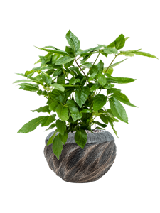 {{productViewItem.photos[photoViewList.activeNavIndex].Alt || productViewItem.photos[photoViewList.activeNavIndex].Description || 'Schefflera actinophylla &#39;Amate&#39; in Baq Luxe Lite Wave'}}