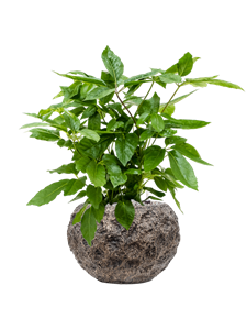 {{productViewItem.photos[photoViewList.activeNavIndex].Alt || productViewItem.photos[photoViewList.activeNavIndex].Description || 'Schefflera actinophylla &#39;Amate&#39; in Baq Luxe Lite Moon'}}