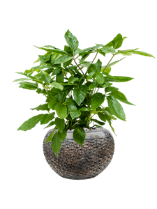 {{productViewItem.photos[photoViewList.activeNavIndex].Alt || productViewItem.photos[photoViewList.activeNavIndex].Description || 'Schefflera actinophylla &#39;Amate&#39; in Baq Luxe Lite Layer'}}