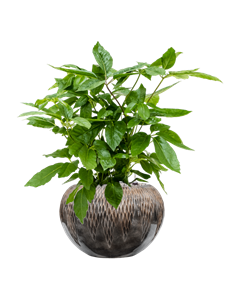 {{productViewItem.photos[photoViewList.activeNavIndex].Alt || productViewItem.photos[photoViewList.activeNavIndex].Description || 'Schefflera actinophylla &#39;Amate&#39; in Baq Luxe Lite Comet'}}