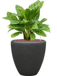 {{productViewItem.photos[photoViewList.activeNavIndex].Alt || productViewItem.photos[photoViewList.activeNavIndex].Description || 'Aglaonema &#39;Stripes&#39; in Baq Polystone Plain'}}