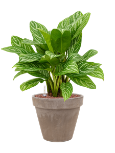 {{productViewItem.photos[photoViewList.activeNavIndex].Alt || productViewItem.photos[photoViewList.activeNavIndex].Description || 'Aglaonema &#39;Stripes&#39; in Terra Cotta, 27961'}}