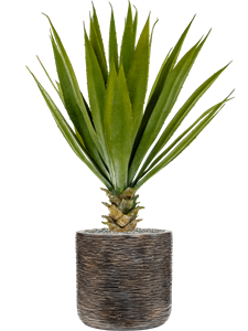 {{productViewItem.photos[photoViewList.activeNavIndex].Alt || productViewItem.photos[photoViewList.activeNavIndex].Description || 'Agave in Baq Luxe Lite Universe Wrinkle'}}