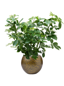 {{productViewItem.photos[photoViewList.activeNavIndex].Alt || productViewItem.photos[photoViewList.activeNavIndex].Description || 'Schefflera arboricola in Capi Lux Terrazzo'}}