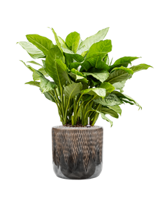 {{productViewItem.photos[photoViewList.activeNavIndex].Alt || productViewItem.photos[photoViewList.activeNavIndex].Description || 'Aglaonema &#39;Freedman&#39; in Baq Luxe Lite Universe Comet'}}