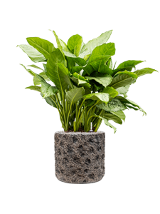 {{productViewItem.photos[photoViewList.activeNavIndex].Alt || productViewItem.photos[photoViewList.activeNavIndex].Description || 'Aglaonema &#39;Freedman&#39; in Baq Luxe Lite Universe Moon'}}