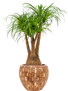 {{productViewItem.photos[photoViewList.activeNavIndex].Alt || productViewItem.photos[photoViewList.activeNavIndex].Description || 'Beaucarnea recurvata in Baq Facets Jenga'}}