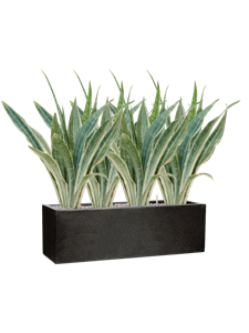 {{productViewItem.photos[photoViewList.activeNavIndex].Alt || productViewItem.photos[photoViewList.activeNavIndex].Description || 'Sansevieria trifasciata &#39;Metallica&#39; in Capi Lux Terrazzo'}}