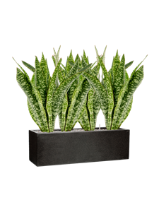 {{productViewItem.photos[photoViewList.activeNavIndex].Alt || productViewItem.photos[photoViewList.activeNavIndex].Description || 'Sansevieria masoniana &#39;Dragon&#39; in Capi Lux Terrazzo'}}