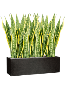 {{productViewItem.photos[photoViewList.activeNavIndex].Alt || productViewItem.photos[photoViewList.activeNavIndex].Description || 'Sansevieria trifasciata &#39;Laurentii&#39; in Capi Lux Terrazzo, 28169'}}