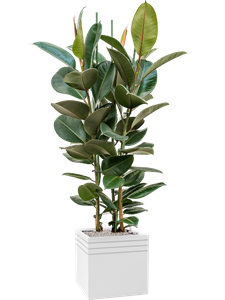 {{productViewItem.photos[photoViewList.activeNavIndex].Alt || productViewItem.photos[photoViewList.activeNavIndex].Description || 'Ficus elastica &#39;Robusta&#39; in Baq Line-Up, 28174'}}