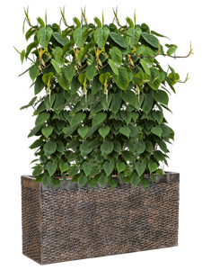 {{productViewItem.photos[photoViewList.activeNavIndex].Alt || productViewItem.photos[photoViewList.activeNavIndex].Description || 'Philodendron scandens in Baq Luxe Lite Universe Layer'}}